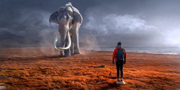 Mand med elefant i baggrunden